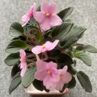 セントポーリアとは｜育て方がわかる植物図鑑｜みんなの趣味の