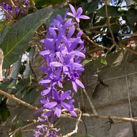 ペトレアとは|育て方がわかる植物図鑑|みんなの趣味の園芸 ペトレアとは|育て方がわかる植物図鑑|みんなの趣味の園芸