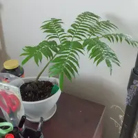 リュウビンタイの写真｜植物図鑑｜みんなの趣味の園芸