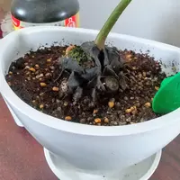 リュウビンタイの写真｜植物図鑑｜みんなの趣味の園芸