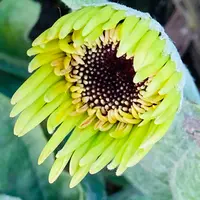 ガーベラの写真〔43ページ目〕｜植物図鑑｜みんなの趣味の園芸