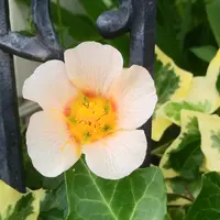 楽天市場】マルバストラム : おぎはら植物園