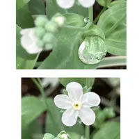 オンファロデスとは|育て方がわかる植物図鑑|みんなの趣味の オンファロデスとは|育て方がわかる植物図鑑|みんなの趣味の
