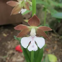 エビネ（夏咲き）の写真〔2ページ目〕｜植物図鑑｜みんなの趣味の園芸
