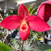 フラグミペディウムとは｜育て方がわかる植物図鑑｜みんなの趣味の園芸