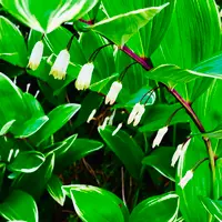 アマドコロとは｜育て方がわかる植物図鑑｜みんなの趣味の園芸（NHK出版）
