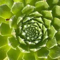 感謝を込めて。センペルビウム15(*´ω`*)Q 楽天市場】多肉植物 センペルビウム チェリーフロスト Sempervium