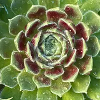 センペルビウム（センペルビブム）の写真〔11ページ目〕｜植物図鑑