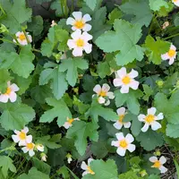 マルバストラム   確認用です（╹◡╹）♡ マルバストラムとは｜育て方がわかる植物図鑑｜みんなの趣味の