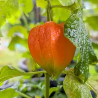 ほおずき　実　Ven ホオズキ (Physalis alkekengi var. franchetii)