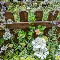 マルバストラムとは｜育て方がわかる植物図鑑｜みんなの趣味の