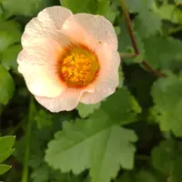 マルバストラムの写真｜植物図鑑｜みんなの趣味の園芸