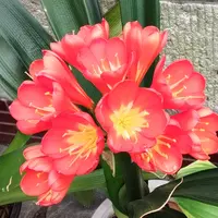 クンシランとは|育て方がわかる植物図鑑|みんなの趣味の園芸 クンシランとは|育て方がわかる植物図鑑|みんなの趣味の園芸