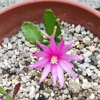 イースターカクタスの種類（原種、品種）｜植物図鑑｜みんなの趣味の