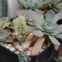 子持ち蓮華錦の基本情報・育て方｜多肉植物・サボテン図鑑｜みんなの