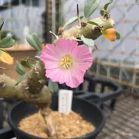 モンソニアとは｜育て方がわかる植物図鑑｜みんなの趣味の園芸