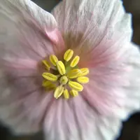 モンソニア・パターソニー(サルコカウロン・パターソニー)の基本情報