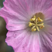 モンソニア・パターソニー(サルコカウロン・パターソニー)の基本情報