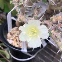 モンソニアとは｜育て方がわかる植物図鑑｜みんなの趣味の園芸