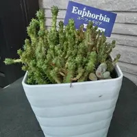 ユーフォルビア(多肉植物)のそだレポ(栽培レポート)〔3 ユーフォルビア(多肉植物)のそだレポ(栽培レポート)〔3