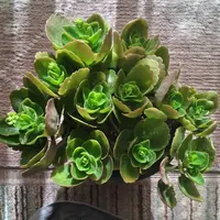 カランコエ（鉢花）の写真〔4ページ目〕｜植物図鑑｜みんなの