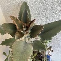 カランコエ月兎耳の基本情報・育て方｜多肉植物・サボテン図鑑
