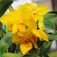 カトレア　コクシネア　オーレア カトレア・コクシネア - Wikipedia