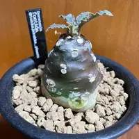 ドルステニア・ラブラニーの基本情報・育て方|多肉植物 ドルステニア・ラブラニーの基本情報・育て方|多肉植物