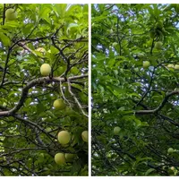 プルーンの育て方・栽培方法｜植物図鑑｜みんなの趣味の園芸