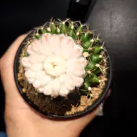 ギムノカリキウムの種類（原種、品種）｜植物図鑑｜みんなの趣味の園芸