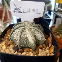 アストロフィツム鸞鳳玉（ランポー玉）の基本情報・育て方｜多肉植物