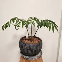 リュウビンタイの写真｜植物図鑑｜みんなの趣味の園芸