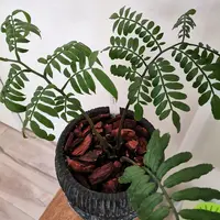 リュウビンタイの写真｜植物図鑑｜みんなの趣味の園芸