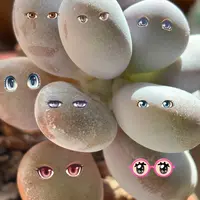 パキフィツムとは|育て方がわかる植物図鑑|みんなの趣味の園芸 パキフィツムとは|育て方がわかる植物図鑑|みんなの趣味の園芸
