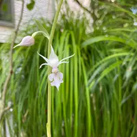 エビネ（夏咲き）の写真｜植物図鑑｜みんなの趣味の園芸