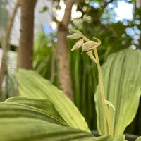エビネ（夏咲き）の写真｜植物図鑑｜みんなの趣味の園芸
