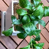 エスキナンサスとは｜育て方がわかる植物図鑑｜みんなの趣味の園芸