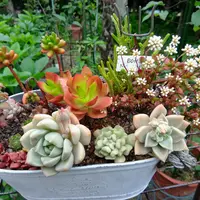 舞乙女 多肉植物 銭串 古株，大苗，大群生株 根付き発送 撮影12月14日 舞乙女 多肉植物 銭串 古株，大苗，大群生株 根付き発送 撮影12月14日