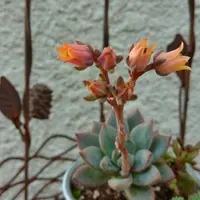 エケベリア'ホワイト・ゴースト'の基本情報・育て方｜多肉植物