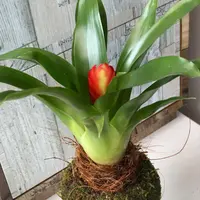 フリーセアの種類（原種、品種）｜植物図鑑｜みんなの趣味の園芸（NHK