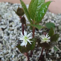 ヒトリシズカの写真｜植物図鑑｜みんなの趣味の園芸