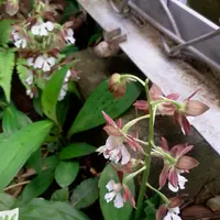 エビネ（夏咲き）の写真〔2ページ目〕｜植物図鑑｜みんなの趣味の園芸
