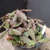 希少大型株、キリンドリフォリア ！② 希少大型株、キリンドリフォリア ！② - メルカリ