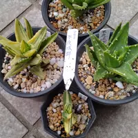 アロエ・アレニコラの基本情報・育て方｜多肉植物・サボテン図鑑