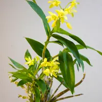キンギアナム｜園芸日記byレプト｜みんなの趣味の園芸｜1193612