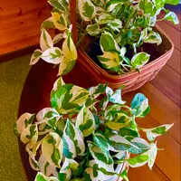 ポトスとは｜育て方がわかる植物図鑑｜みんなの趣味の園芸（NHK出版）