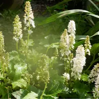 Kathy Mam タヒチティアレのパース他６点おまとめ ハワイの植物：Tiare（ティアレ）の育て方 - ハワイアン・セレクト