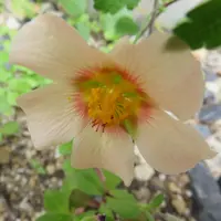 マルバストラムの写真｜植物図鑑｜みんなの趣味の園芸