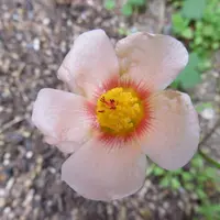 マルバストラムの写真｜植物図鑑｜みんなの趣味の園芸