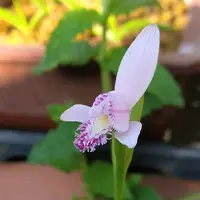 トキソウとは｜育て方がわかる植物図鑑｜みんなの趣味の園芸（NHK出版）